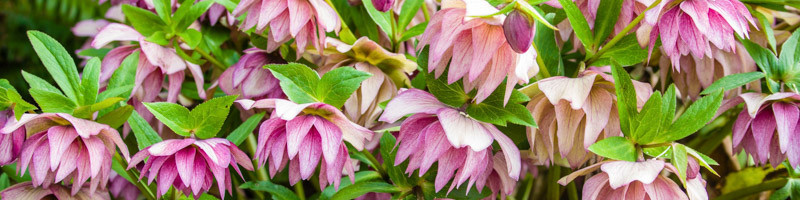 Hellebore, Helleborus